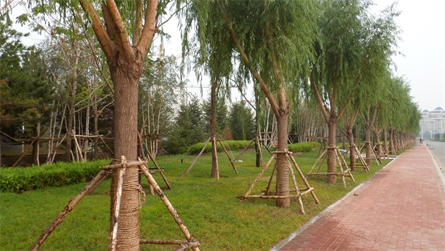 標(biāo)題：通遼市勝利北路道路景觀綠化
瀏覽次數(shù)：1723
發(fā)表時間：2020-10-16