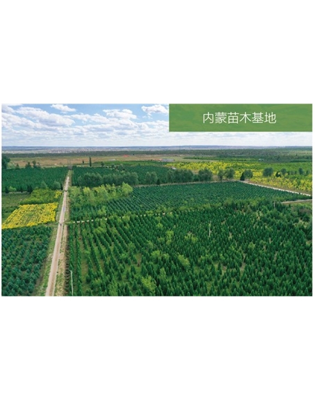 標(biāo)題：苗木基地
瀏覽次數(shù)：2157
發(fā)表時(shí)間：2020-10-17