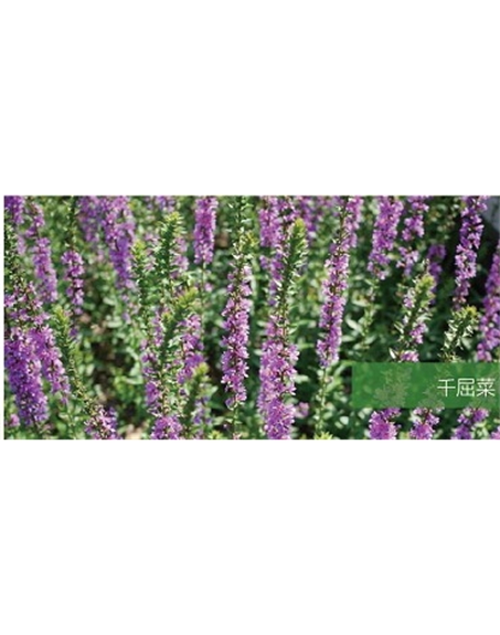 標(biāo)題：地被
瀏覽次數(shù)：1989
發(fā)表時(shí)間：2020-10-17