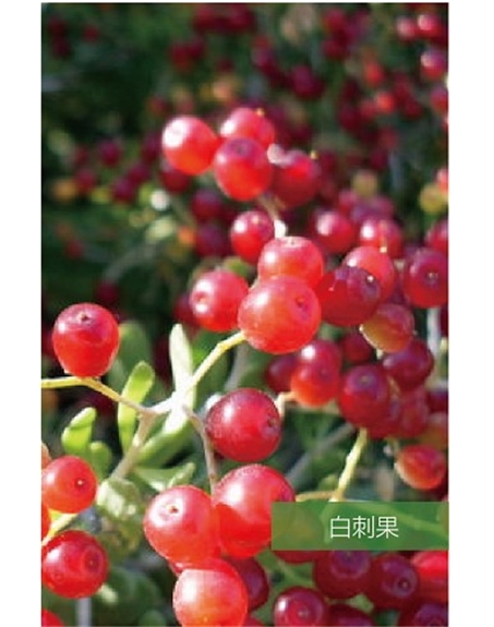 標(biāo)題：名貴樹種
瀏覽次數(shù)：1602
發(fā)表時間：2020-10-17