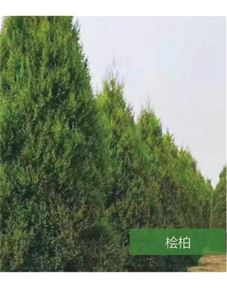 標(biāo)題：名貴樹種
瀏覽次數(shù)：1569
發(fā)表時(shí)間：2020-10-17