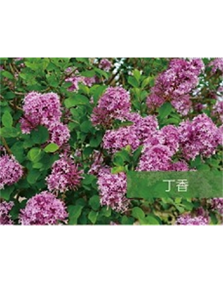 標(biāo)題：?jiǎn)坦嗄?瀏覽次數(shù)：1562
發(fā)表時(shí)間：2020-10-17