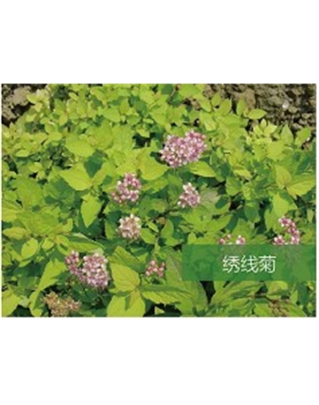 標(biāo)題：喬灌木
瀏覽次數(shù)：1709
發(fā)表時間：2020-10-17
