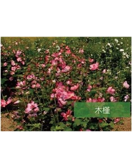 標(biāo)題：喬灌木
瀏覽次數(shù)：1704
發(fā)表時間：2020-10-17