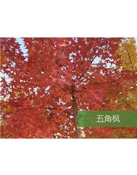 標(biāo)題：喬灌木
瀏覽次數(shù)：1669
發(fā)表時(shí)間：2020-10-17