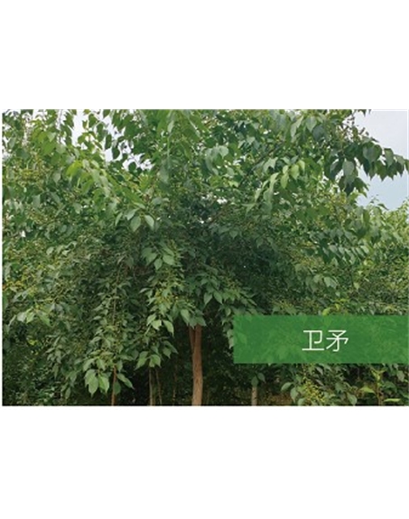 標(biāo)題：?jiǎn)坦嗄?瀏覽次數(shù)：2238
發(fā)表時(shí)間：2020-10-17