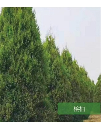 標題：名貴樹種
瀏覽次數(shù)：1124
發(fā)表時間：2020-10-17