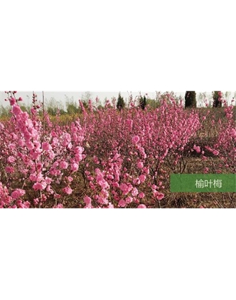 標(biāo)題：喬灌木
瀏覽次數(shù)：1613
發(fā)表時(shí)間：2020-10-17