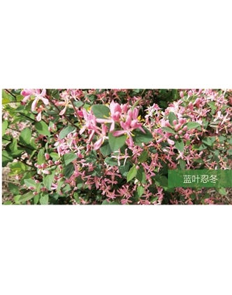 標(biāo)題：喬灌木
瀏覽次數(shù)：1544
發(fā)表時(shí)間：2020-10-17