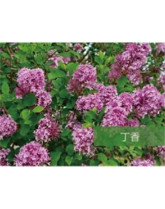 標(biāo)題：喬灌木
瀏覽次數(shù)：1536
發(fā)表時(shí)間：2020-10-17