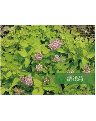 標(biāo)題：喬灌木
瀏覽次數(shù)：1706
發(fā)表時(shí)間：2020-10-17