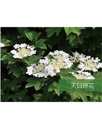 標(biāo)題：喬灌木
瀏覽次數(shù)：1693
發(fā)表時(shí)間：2020-10-17