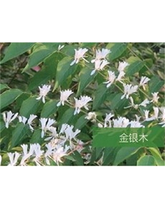 標(biāo)題：喬灌木
瀏覽次數(shù)：1615
發(fā)表時(shí)間：2020-10-17