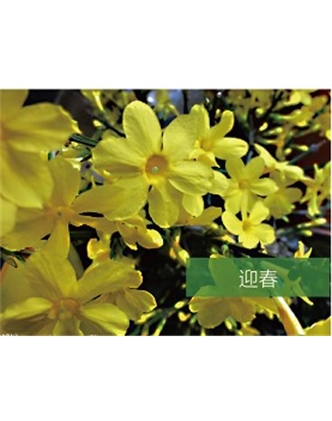 標(biāo)題：喬灌木
瀏覽次數(shù)：1534
發(fā)表時(shí)間：2020-10-17