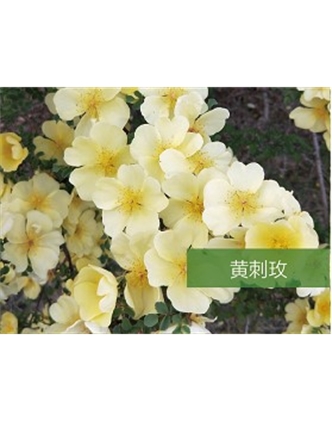 標(biāo)題：喬灌木
瀏覽次數(shù)：1522
發(fā)表時(shí)間：2020-10-17