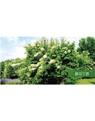 標(biāo)題：喬灌木
瀏覽次數(shù)：1772
發(fā)表時(shí)間：2020-10-17